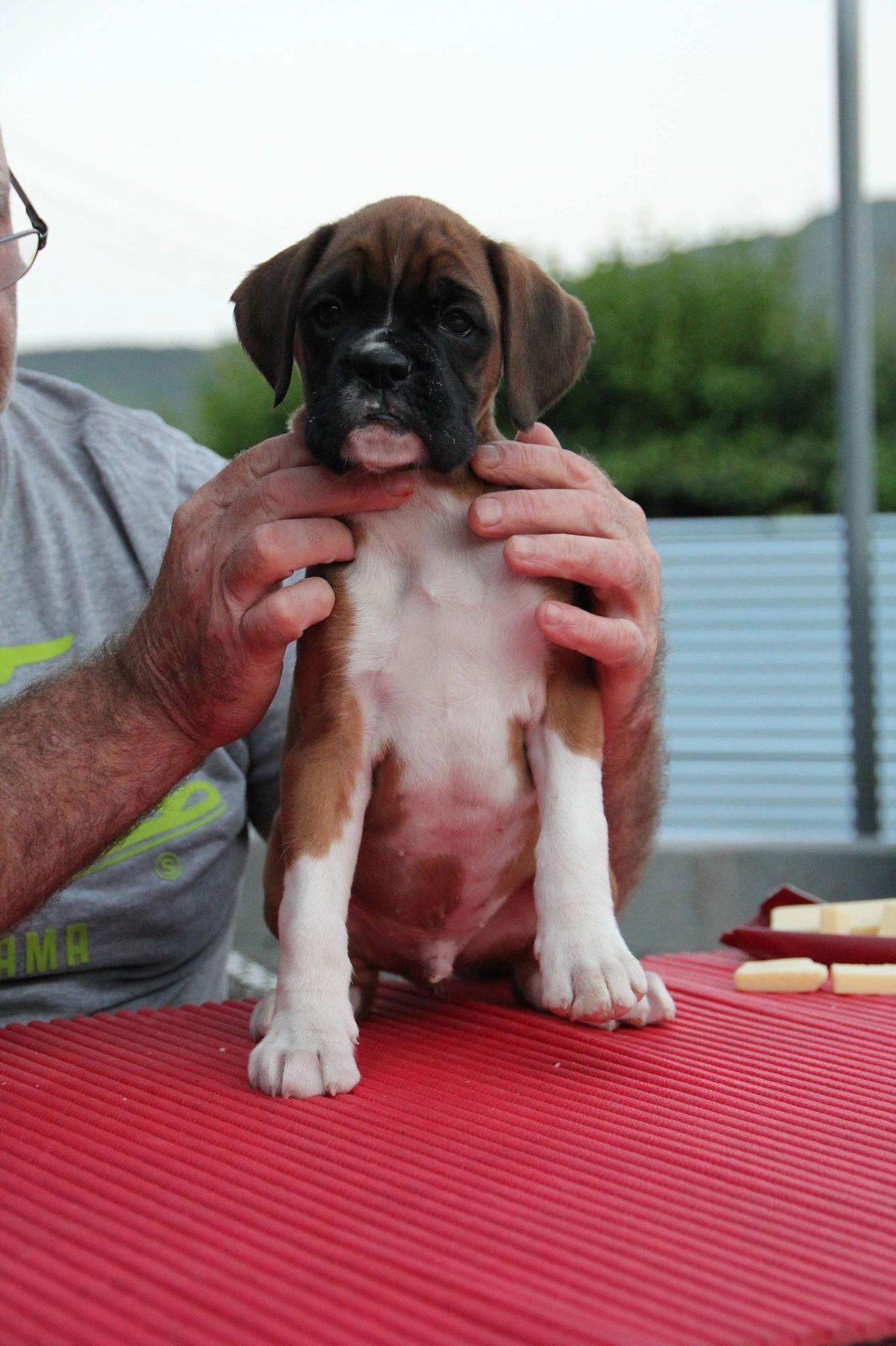 Bandit — CH Bessbox Rams Bandit, RAM BOXERS fawn Boxer