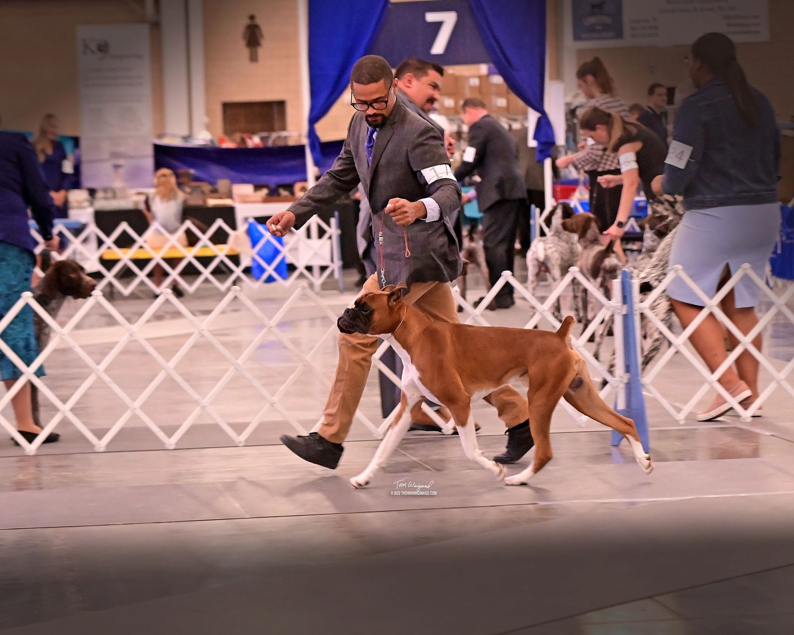 Bandit — CH Bessbox Rams Bandit, RAM BOXERS fawn Boxer