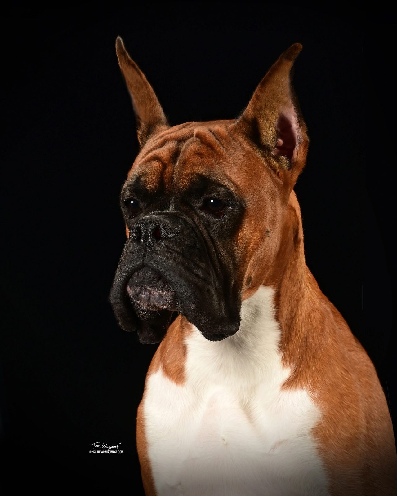 Bandit — CH Bessbox Rams Bandit, RAM BOXERS fawn Boxer