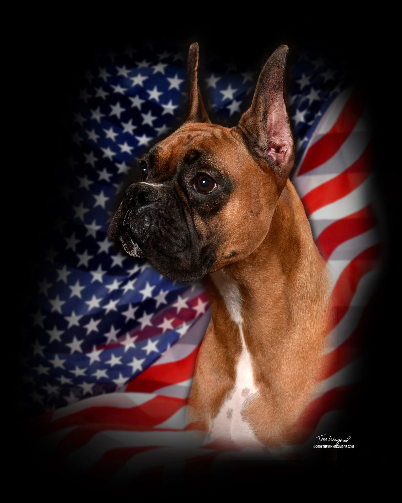 Fawn AKC Boxer champion portrait before an American flag, RAM BOXERS, champion Boxer breeder in the USA