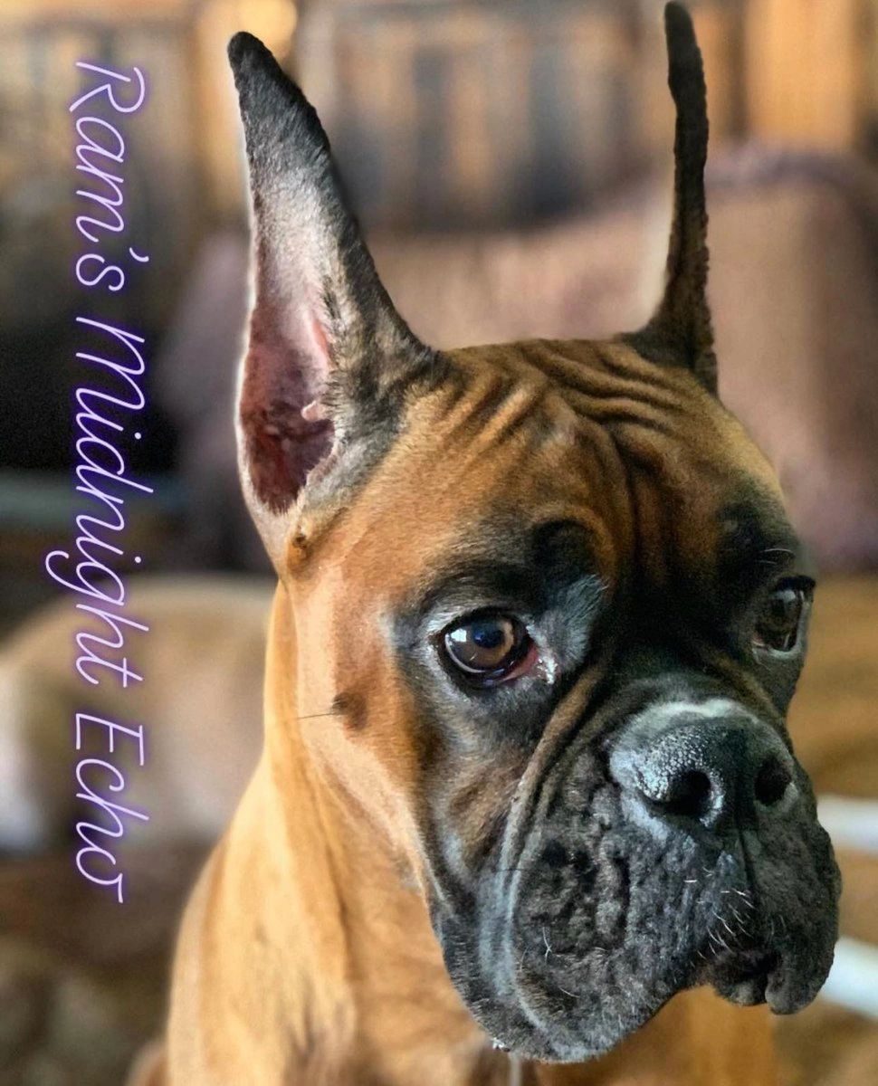 Echo — Rams Midnight Echo, RAM BOXERS fawn Boxer