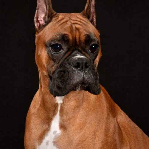 Echo — Rams Midnight Echo, RAM BOXERS fawn Boxer