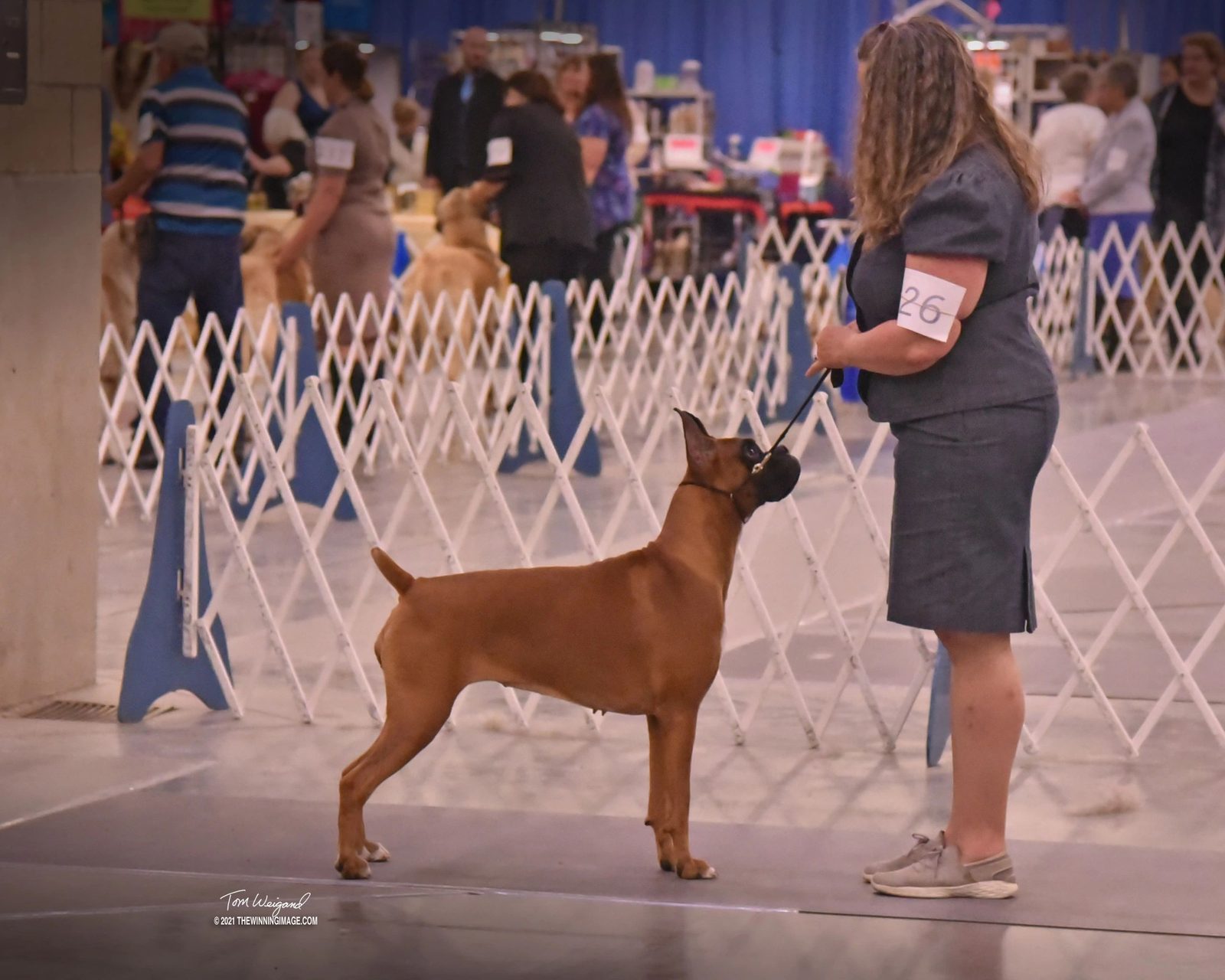 Echo — Rams Midnight Echo, RAM BOXERS fawn Boxer